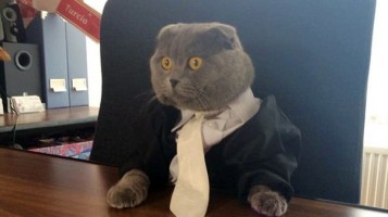 Company Hires Cat As Communication Director
